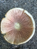 Agaricus deardorffensis image