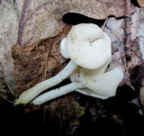 Helvella latispora image