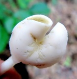 Helvella latispora image