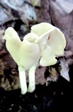 Helvella latispora image
