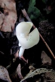 Helvella latispora image