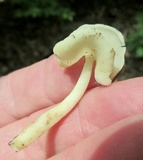 Helvella latispora image