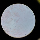 Lactarius hysginus image