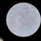 Lactarius hysginus image