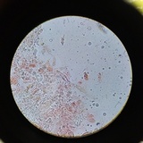 Lactarius hysginus image