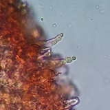 Lactarius hysginus image