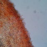 Lactarius hysginus image