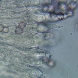 Lactarius hysginus image
