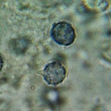 Lactarius hysginus image