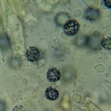 Lactarius hysginus image