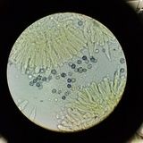 Lactarius hysginus image
