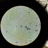 Lactarius hysginus image