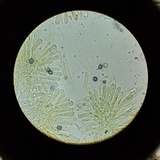 Lactarius hysginus image