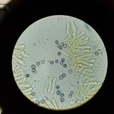 Lactarius hysginus image