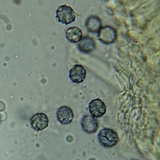 Lactarius hysginus image