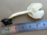 Helvella latispora image