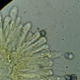 Lactarius hysginus image