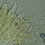 Lactarius hysginus image