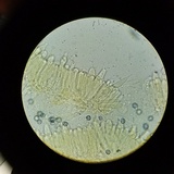 Lactarius hysginus image