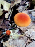 Marasmius sullivantii image