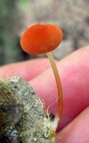 Marasmius sullivantii image