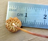 Marasmius sullivantii image