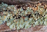 Flavopunctelia soredica image