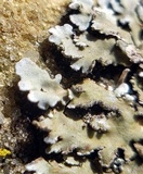 Physconia enteroxantha image