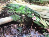 Mycena sanguinolenta image
