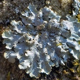 Punctelia missouriensis image