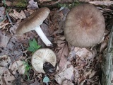 Megacollybia rodmanii image