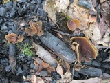 Peziza echinospora image