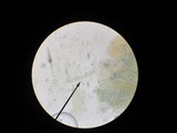 Peziza echinospora image
