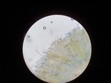Peziza echinospora image