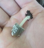 Coprinellus flocculosus image
