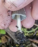Coprinellus flocculosus image