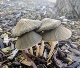 Coprinellus impatiens image