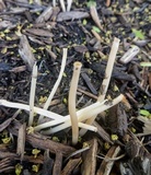 Coprinellus impatiens image