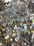 Cyathus olla image