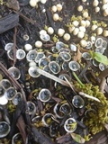 Cyathus olla image