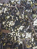 Cyathus olla image