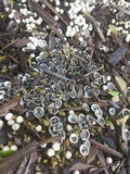 Cyathus olla image