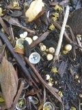 Cyathus olla image