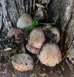 Coprinopsis romagnesiana image