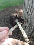 Coprinopsis romagnesiana image