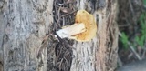 Gymnopilus aurantiophyllus image