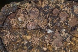 Hypoxylon howeanum image