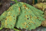 Puccinia malvacearum image