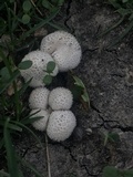 Lycoperdon curtisii image