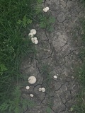 Lycoperdon curtisii image